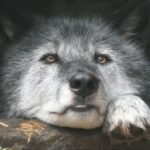 会飞的鱼的头像-VAM®克苏恩资源社区