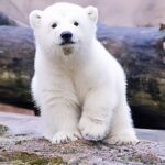 宝宝是游戏爱好者的头像-VAM®克苏恩资源社区