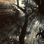 满山的猴子的头像-VAM®克苏恩资源社区